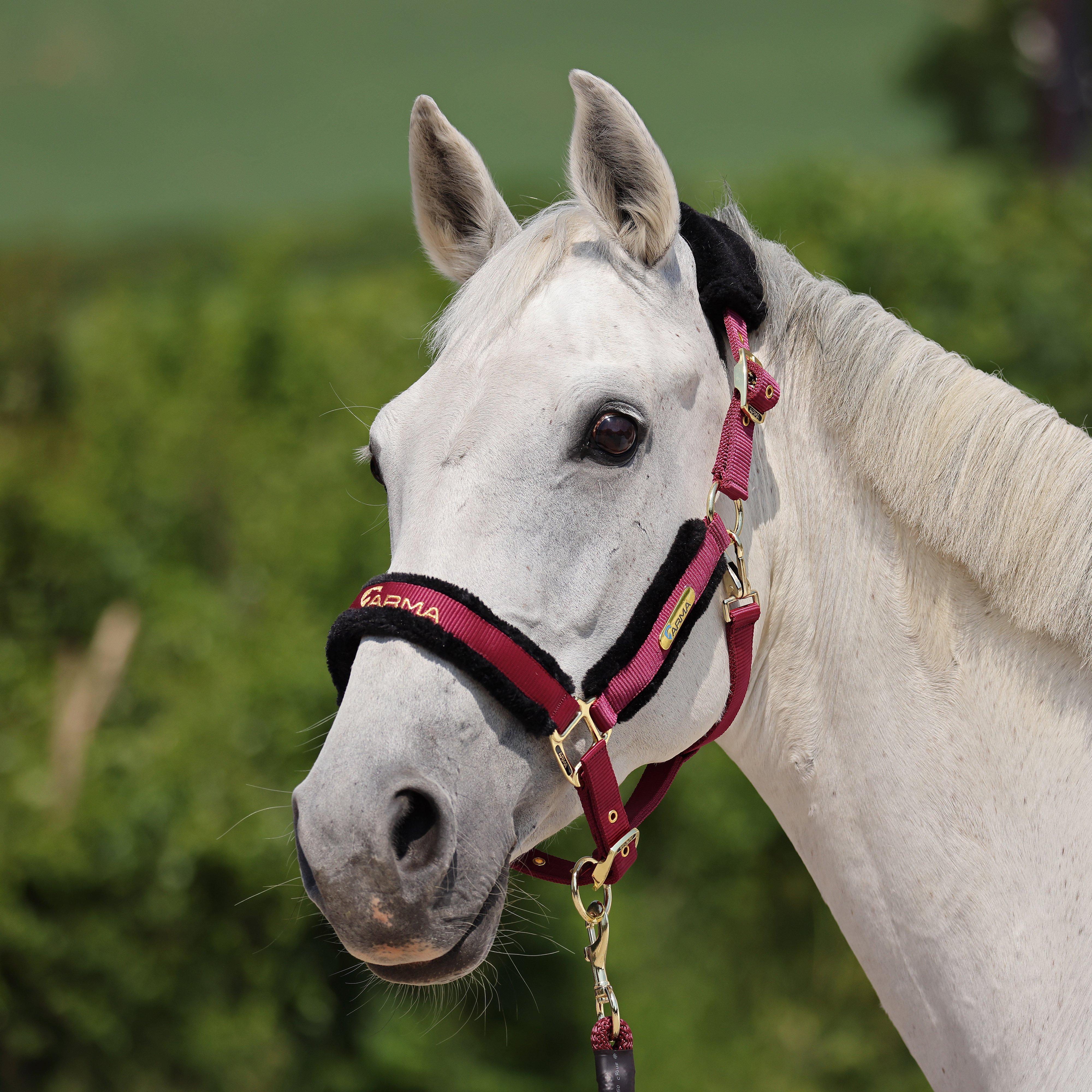 Logo Headcollar & Lead Rope Burgundy - Image 2