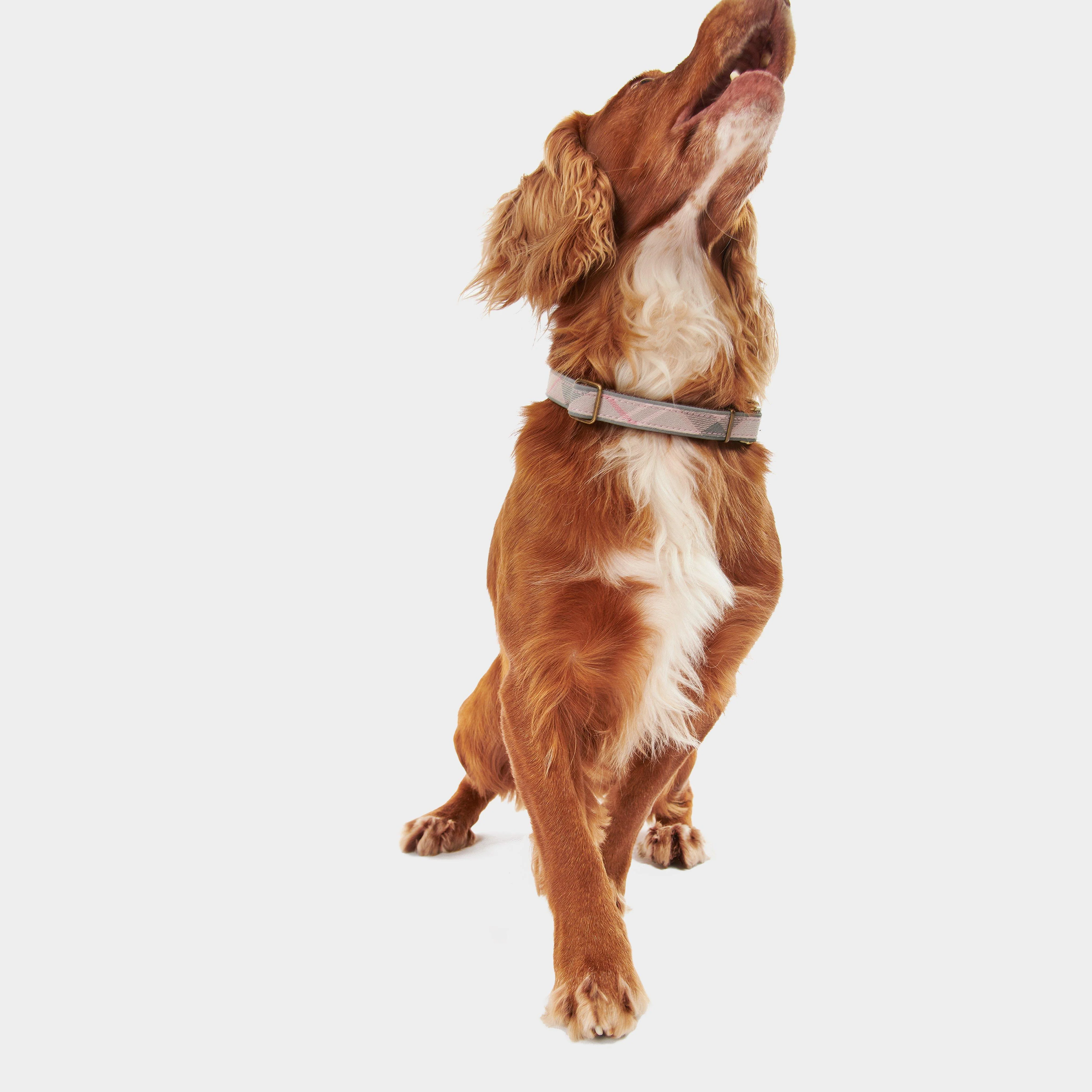 Reflective Tartan Dog Collar Taupe/Pink Tartan - Image 5