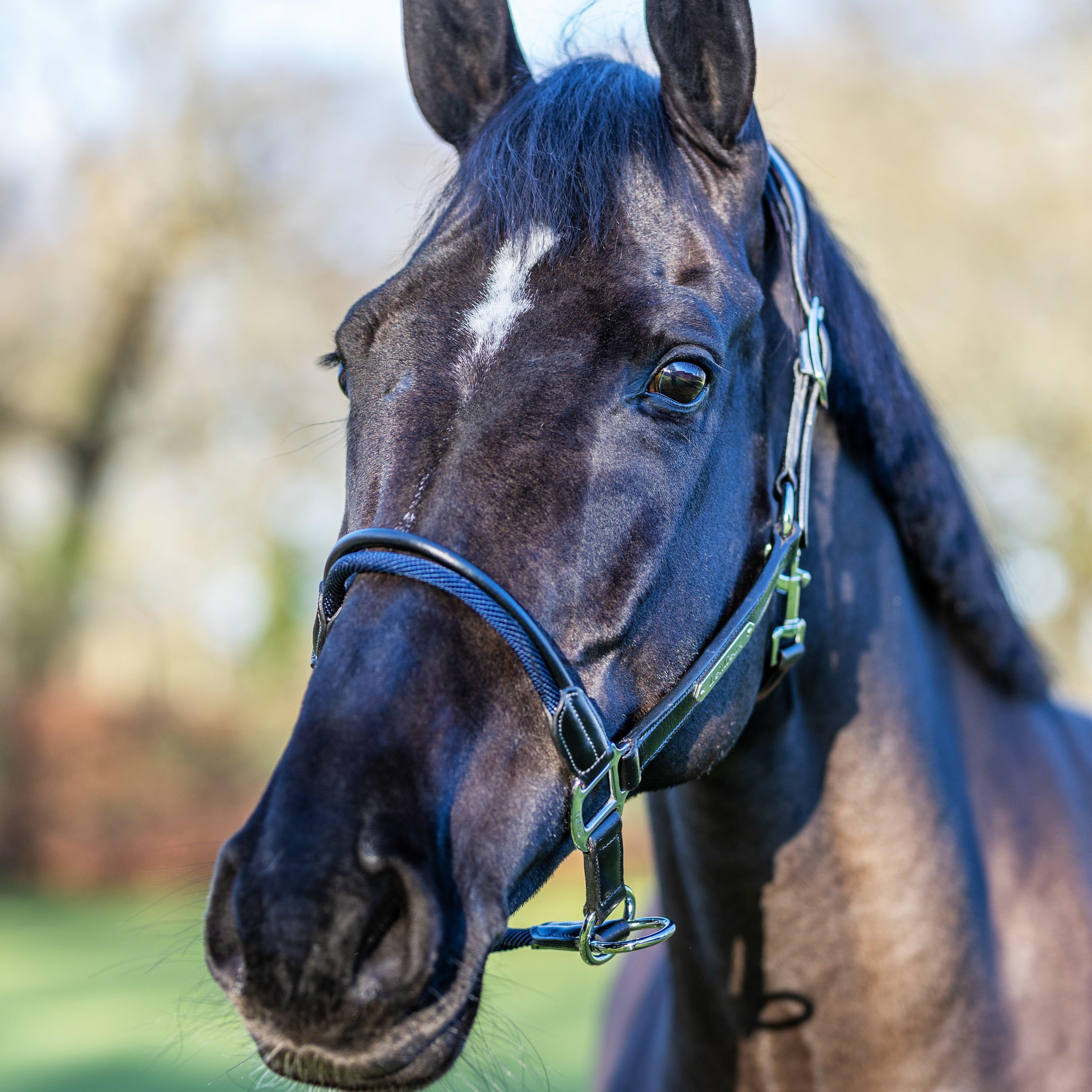 Rope Control Headcollar Brown - Image 2
