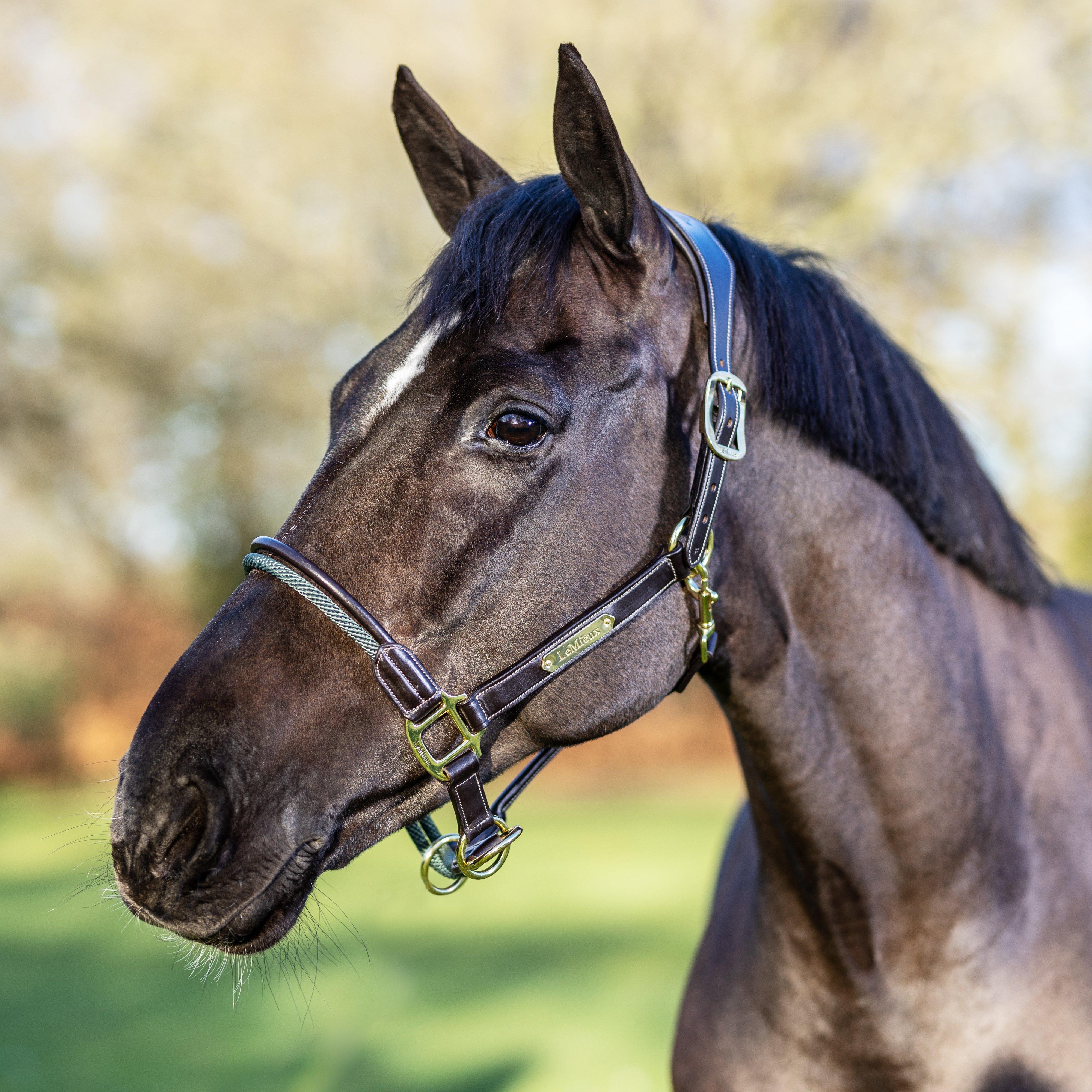 Rope Control Headcollar Brown - Image 3