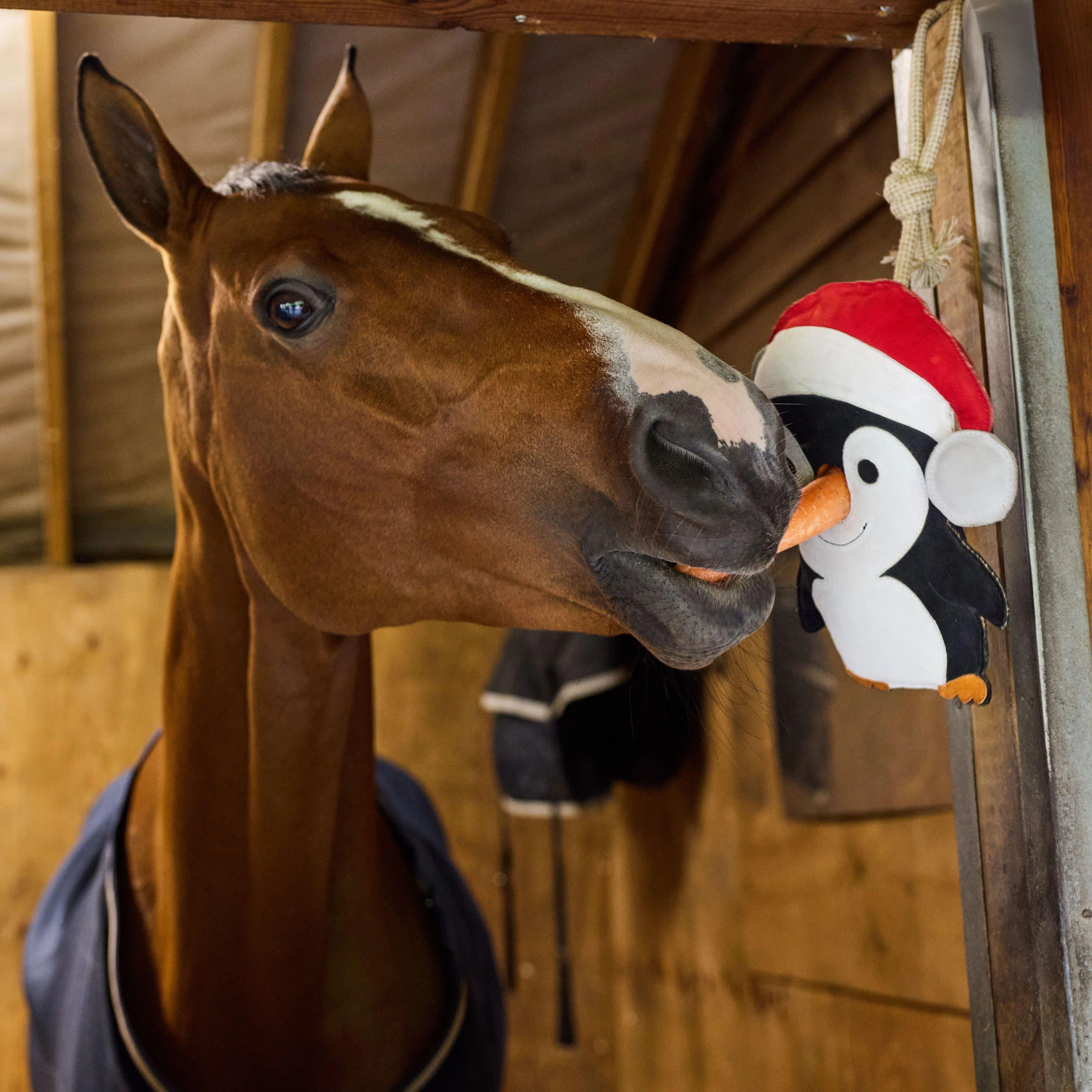 Stable Toy Penguin - Image 2
