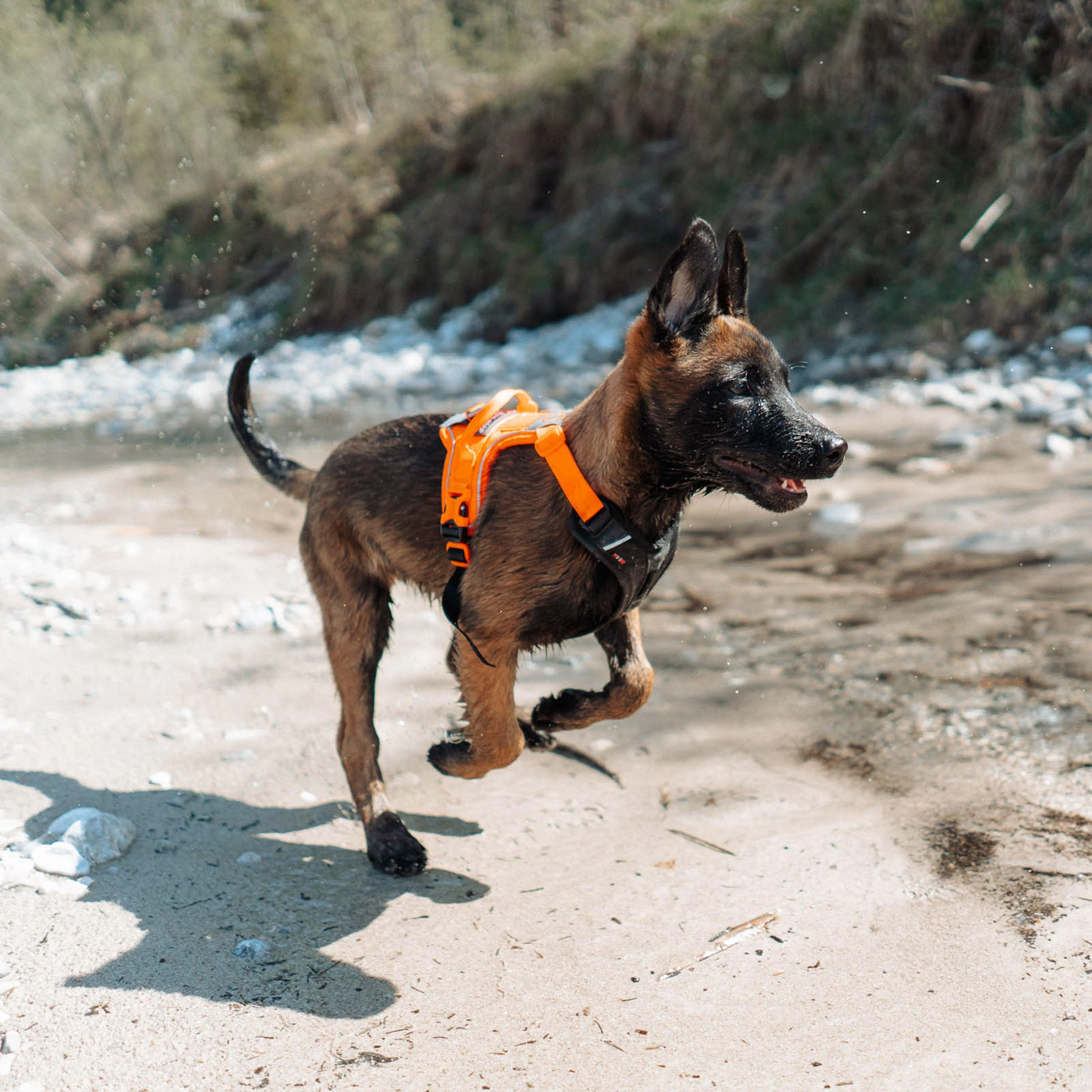 Ramble Harness Black/Orange - Image 2