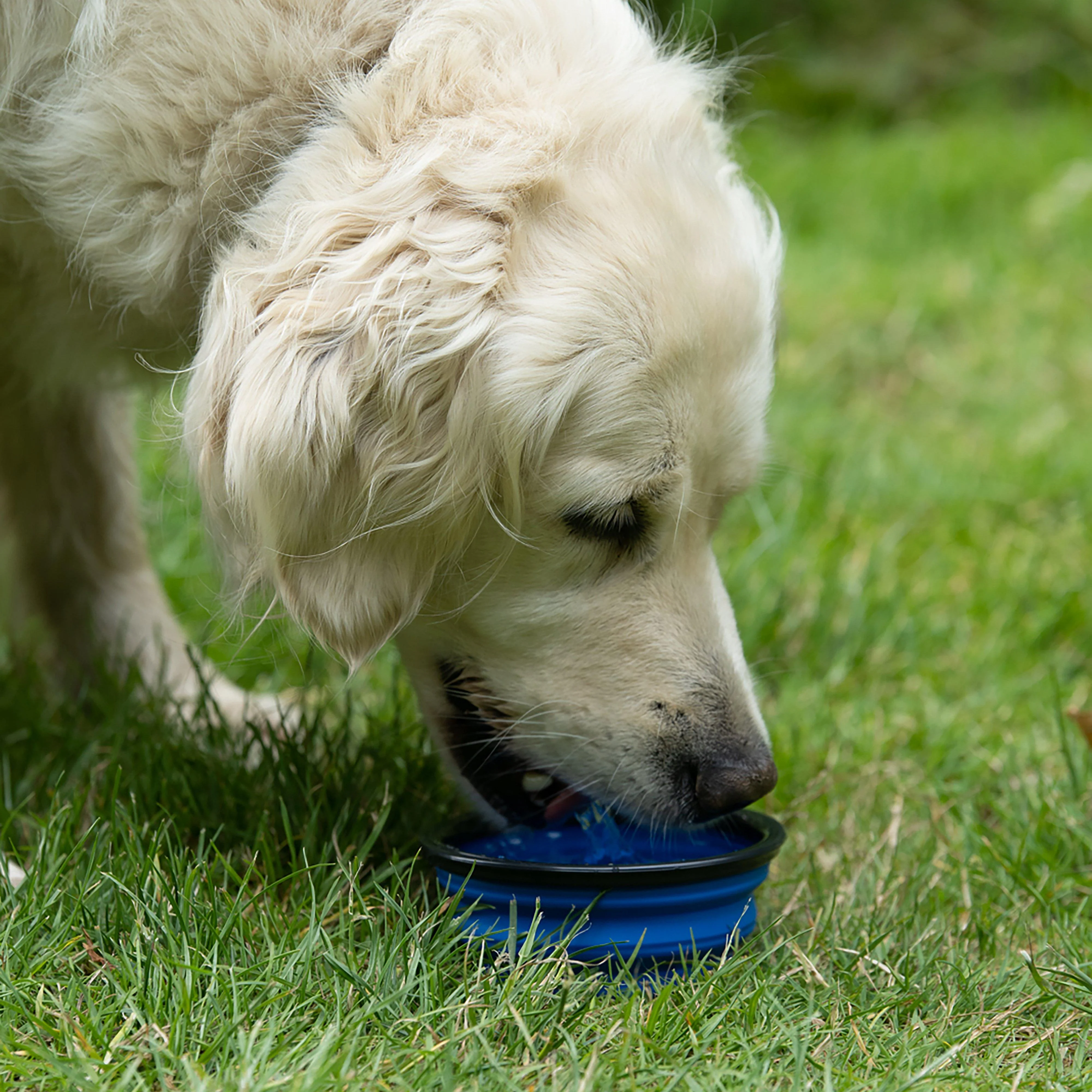 Collapsible Travel Dog Bowl Blue - Image 3