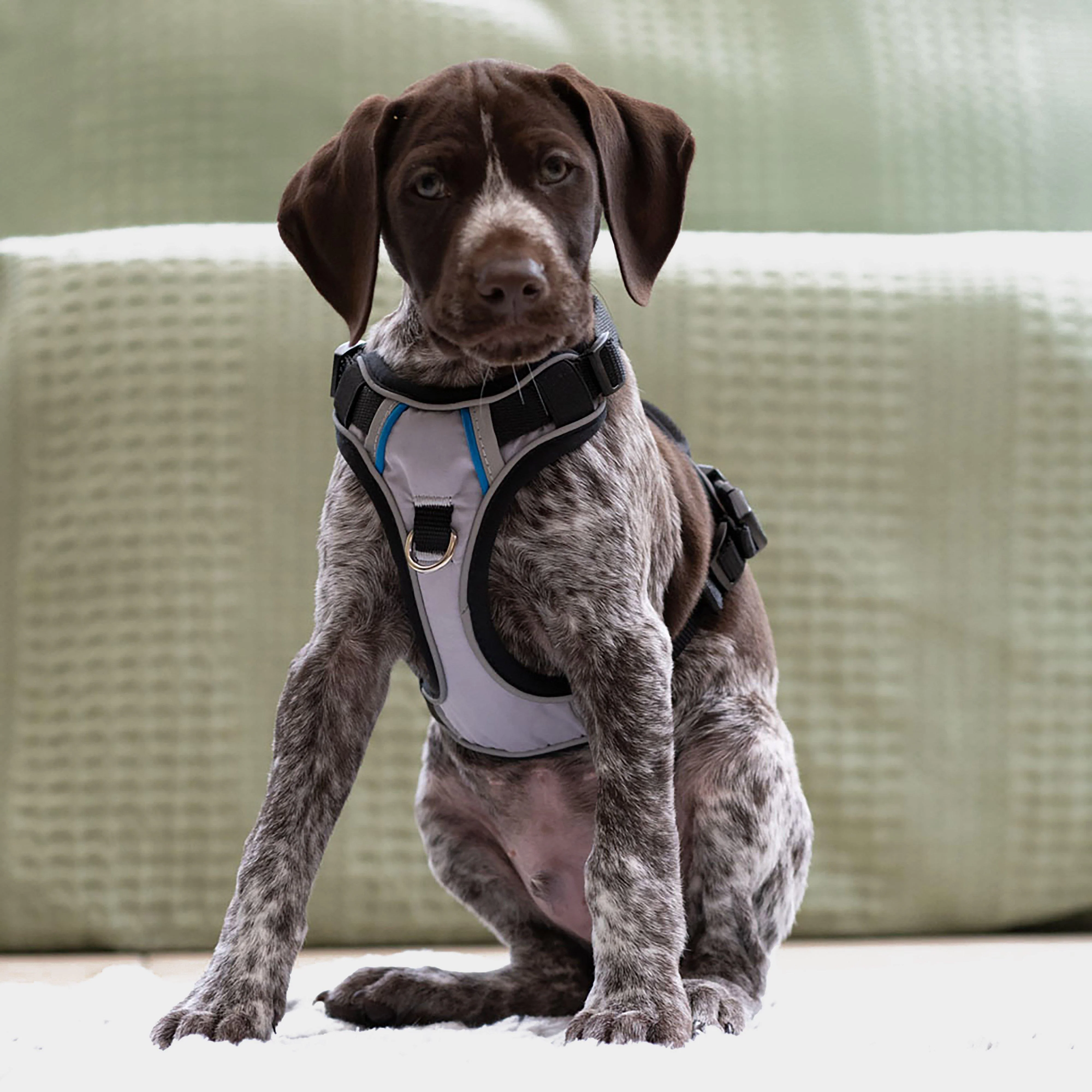 Outdoor Paws Adventure Dog Harness Silver/Grey S - Image 5
