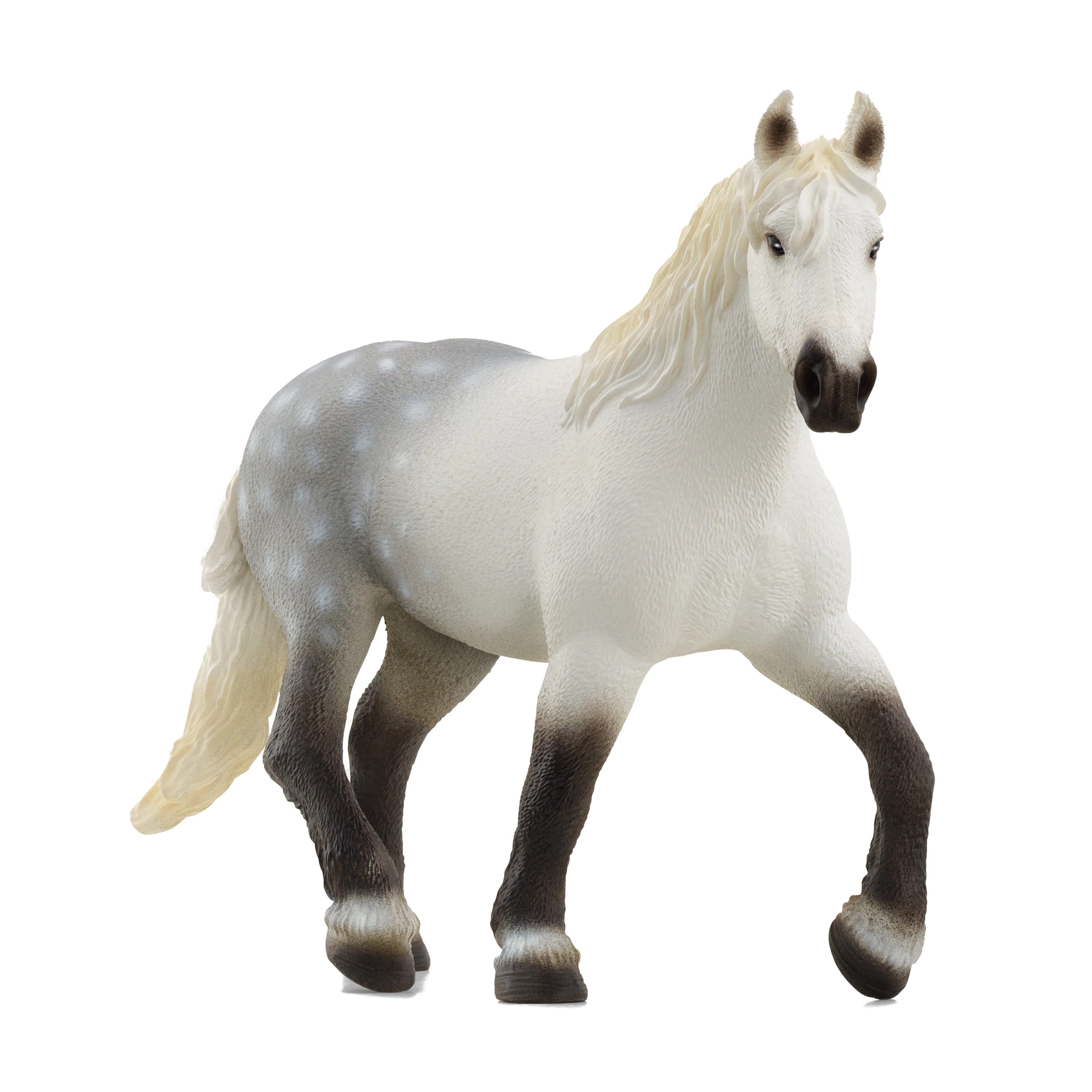 Percheron Mare - Image 3