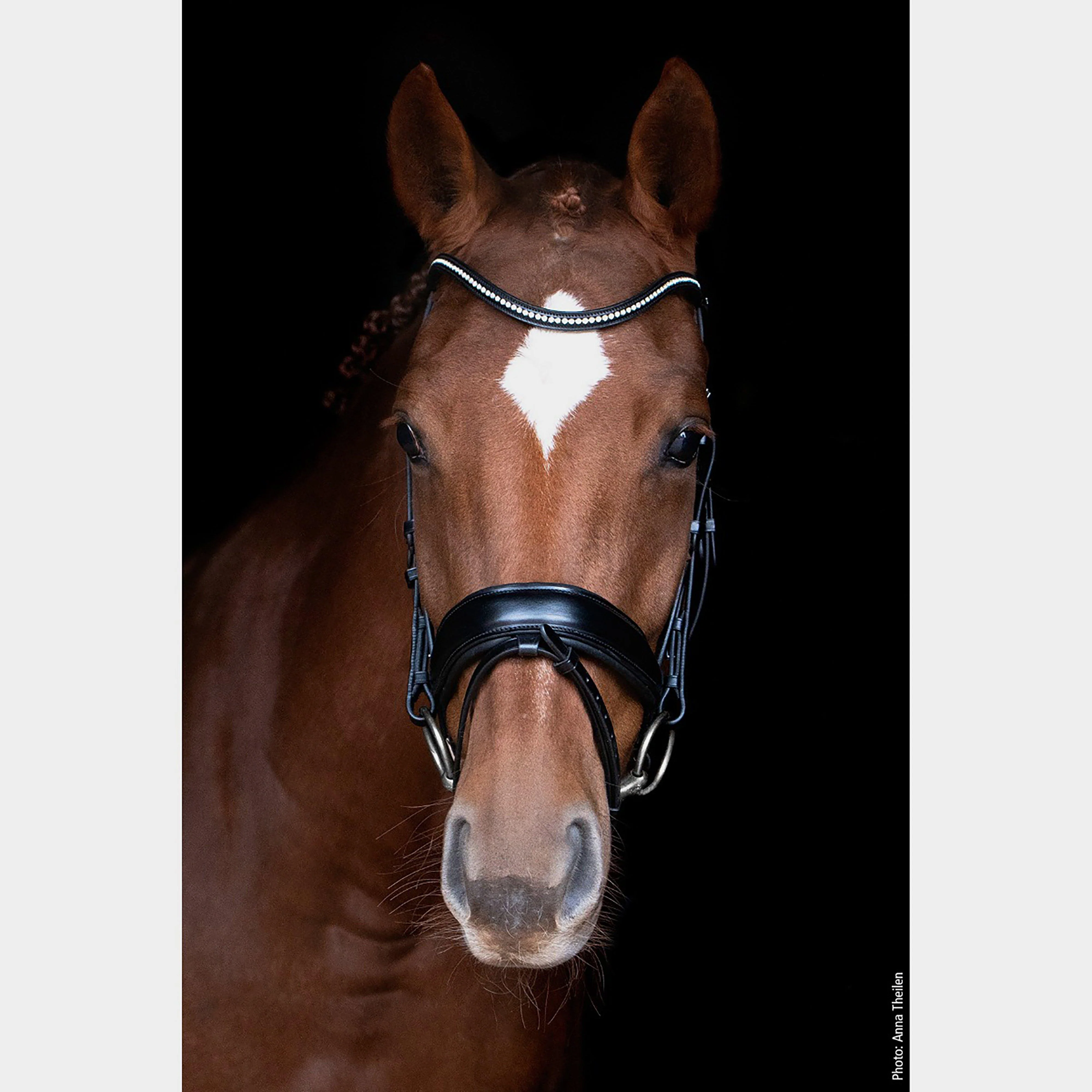Stanford Flash Bridle Black - Image 3