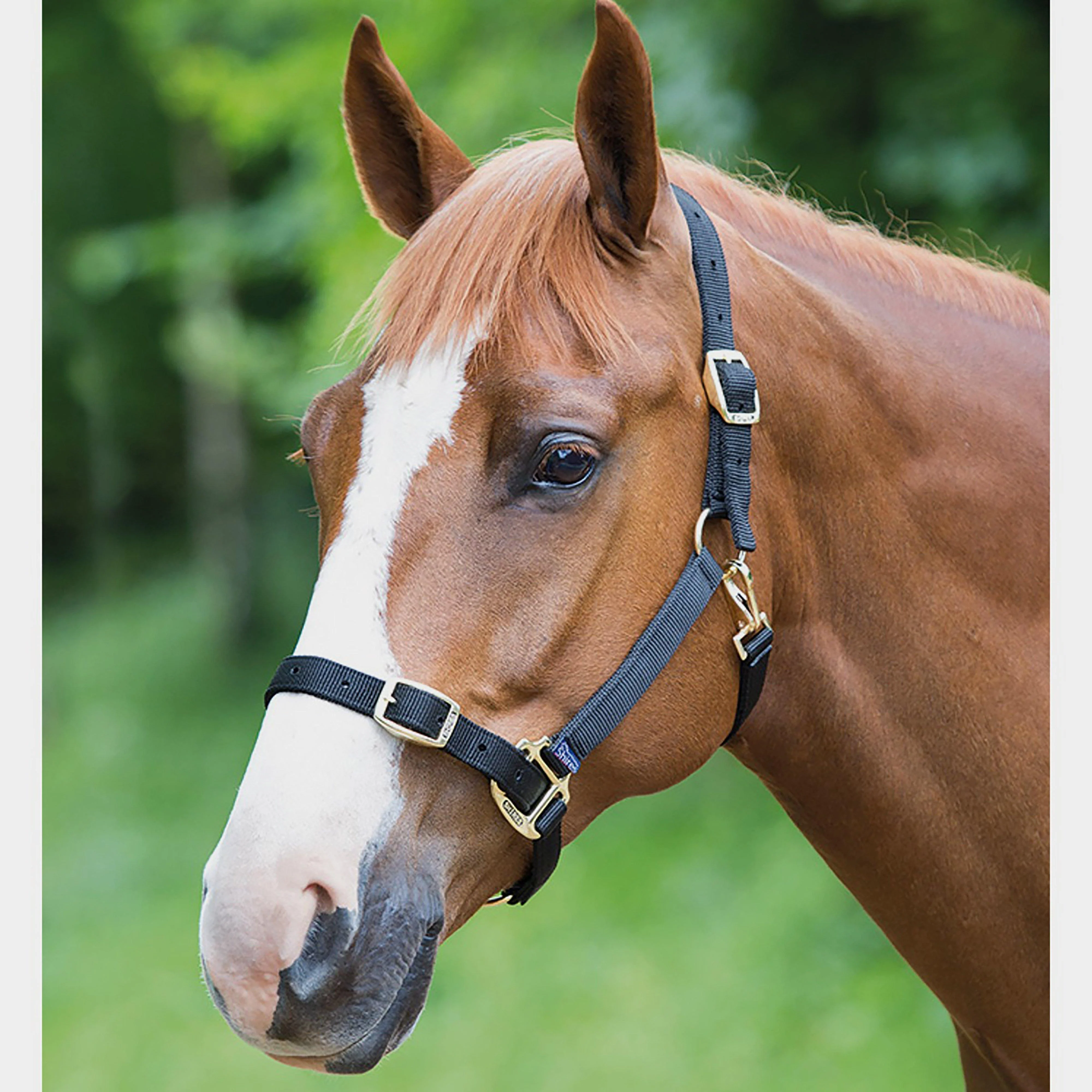 Nylon Headcollar Black - Image 2