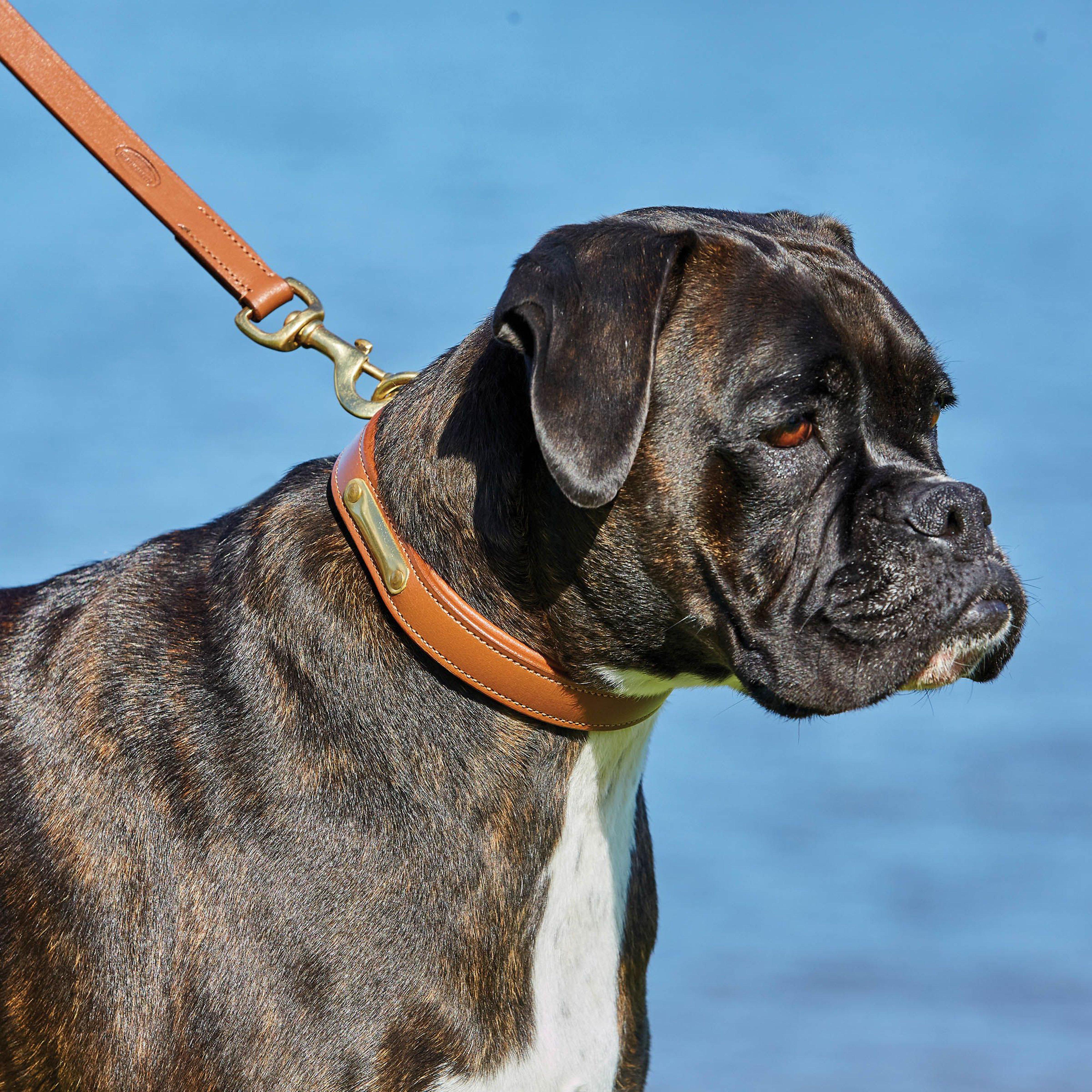 Padded Leather Collar Tan - Image 3
